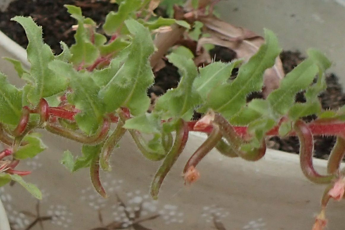 High Resolution Camissoniopsis micrantha Fruit